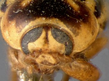 Media type: image; Entomology 9261   Aspect: head frontal view